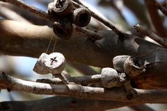 Eucalyptus diversifolia