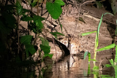 Paleosuchus trigonatus