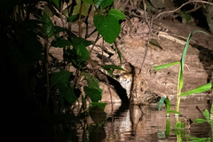 Paleosuchus trigonatus