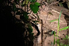 Paleosuchus trigonatus