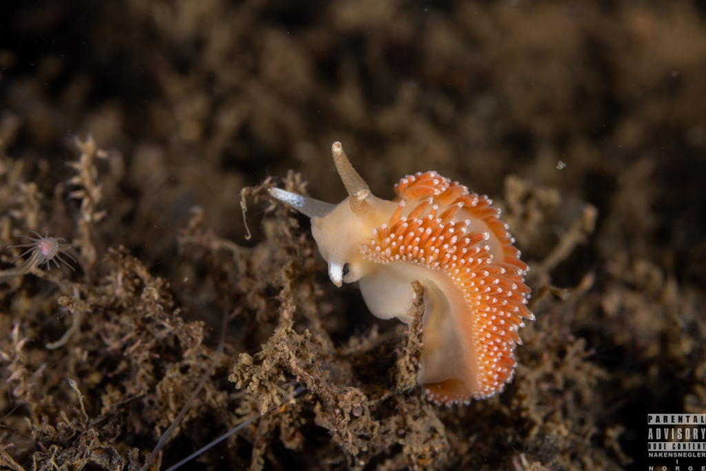 Coryphella borealis