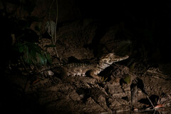 Paleosuchus trigonatus