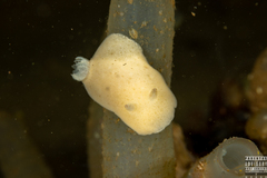 Jorunna tomentosa