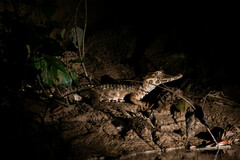 Paleosuchus trigonatus