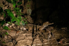 Paleosuchus trigonatus