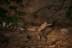 Paleosuchus trigonatus