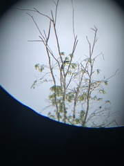 Pteroglossus aracari