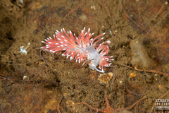 Carronella pellucida