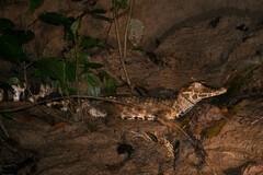 Paleosuchus trigonatus