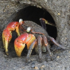 Neosarmatium australiense