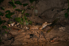 Paleosuchus trigonatus