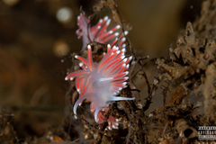 Carronella pellucida