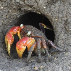 Neosarmatium australiense