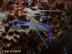 Ancylomenes pedersoni