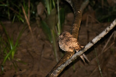 Hydropsalis climacocerca