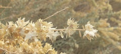 Atriplex canescens laciniata