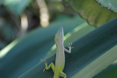 Anolis allisoni