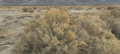 Atriplex canescens laciniata