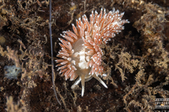 Coryphella monicae