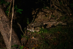 Paleosuchus trigonatus