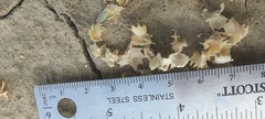 Atriplex canescens laciniata