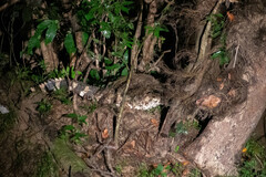 Paleosuchus trigonatus