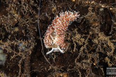 Coryphella monicae