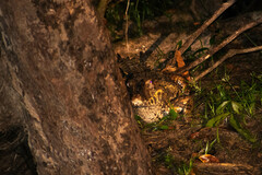 Paleosuchus trigonatus