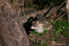 Paleosuchus trigonatus