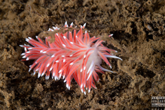 Carronella pellucida