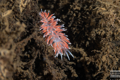 Carronella pellucida