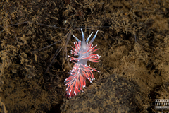 Carronella pellucida