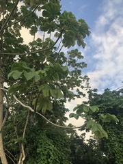 Cecropia peltata