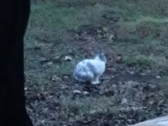 Oryctolagus cuniculus