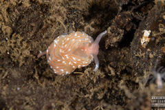 Facelina bostoniensis