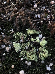 Acarospora schleicheri