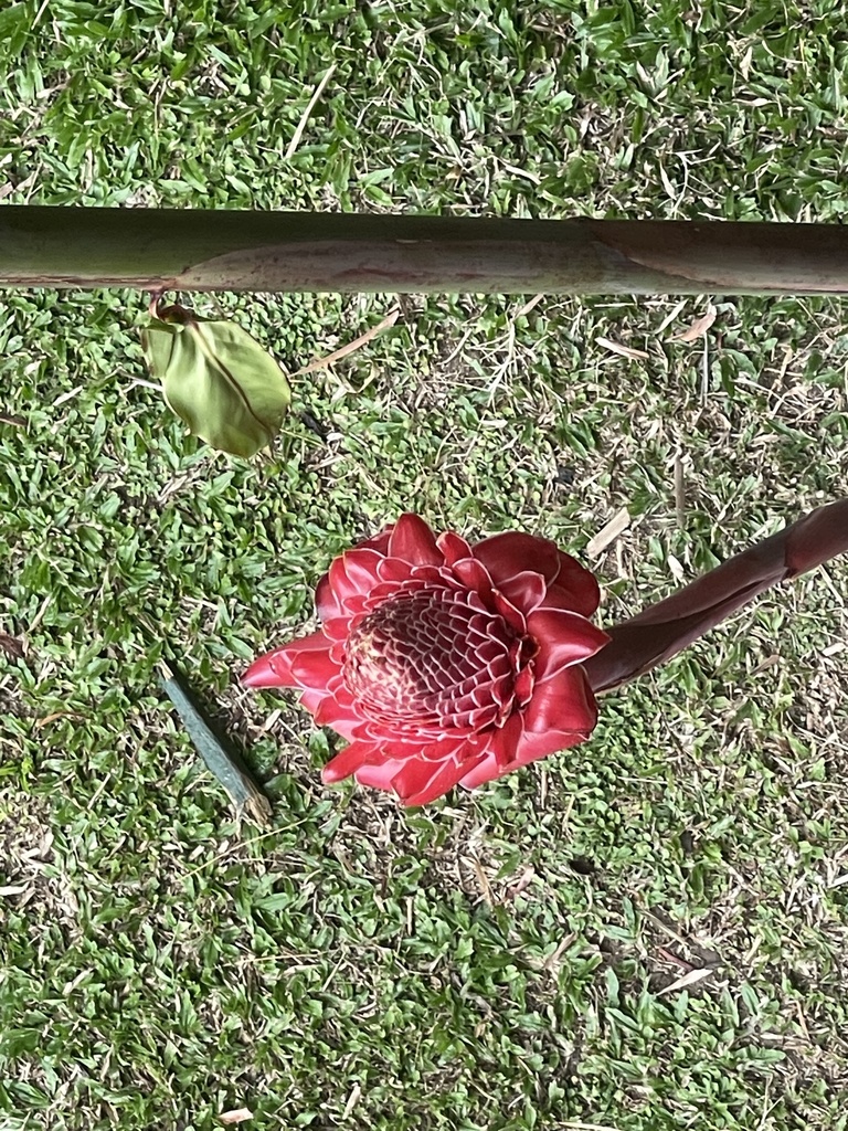 Torch ginger from Gillies Range Rd, Lake Barrine, QLD, AU on November