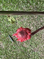 Etlingera elatior
