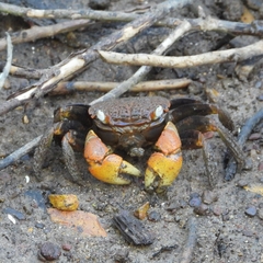 Neosarmatium australiense