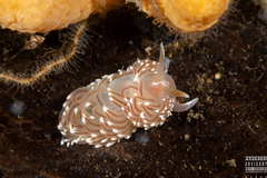 Facelina bostoniensis