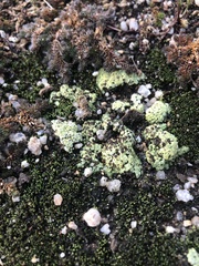 Acarospora schleicheri