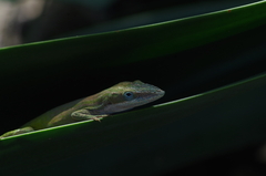 Anolis allisoni