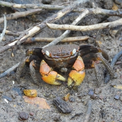 Neosarmatium australiense
