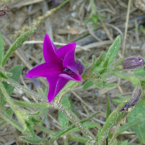 Petunia integrifolia