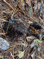 Kopsiopsis strobilacea