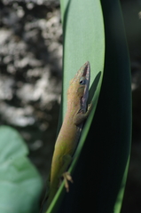 Anolis allisoni