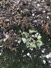 Acarospora schleicheri