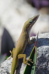 Anolis allisoni