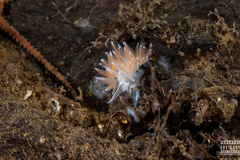 Coryphella monicae