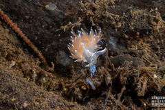 Coryphella monicae
